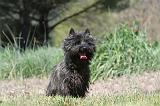 CAIRN TERRIER 128